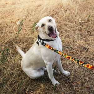 ZOX - Dog Leash - Radiate Positivity