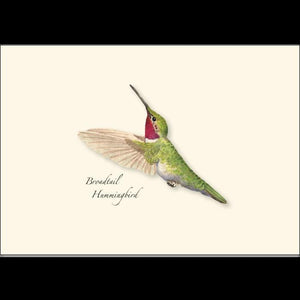 Note Cards - 3.5" x 5" Set of 8 with Envelopes