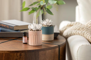 Succulent Oil Diffuser - Home