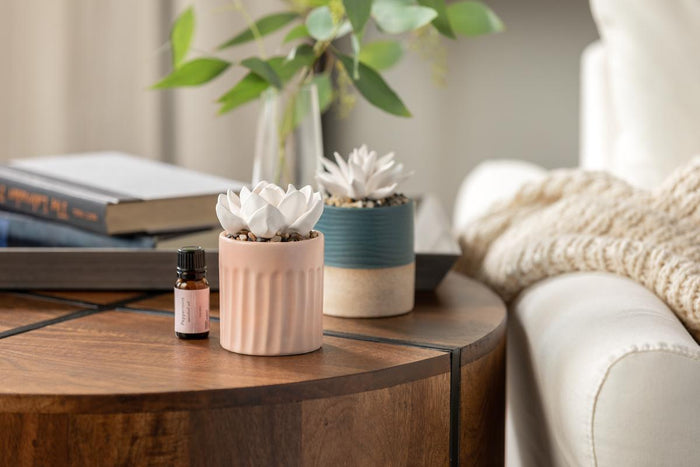 Succulent Oil Diffuser - Home